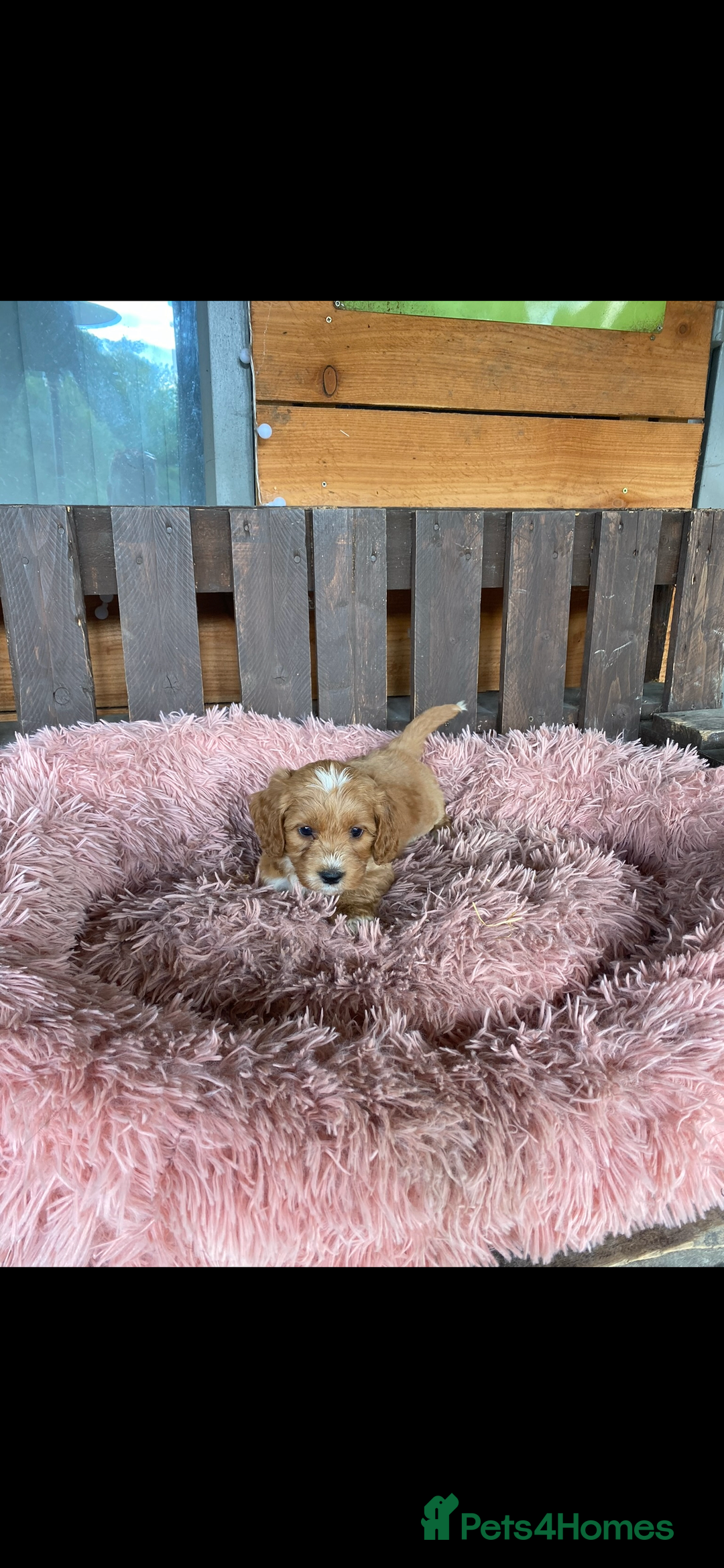 Cockapoo dogs for sale: Cockapoo - Image 20