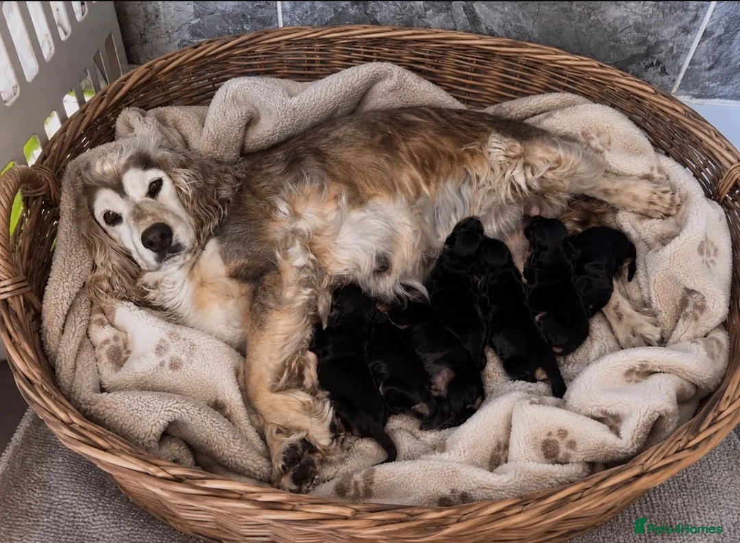 Cocker Spaniel dogs for sale: Cocker spaniel  in Warrington - Advert 5