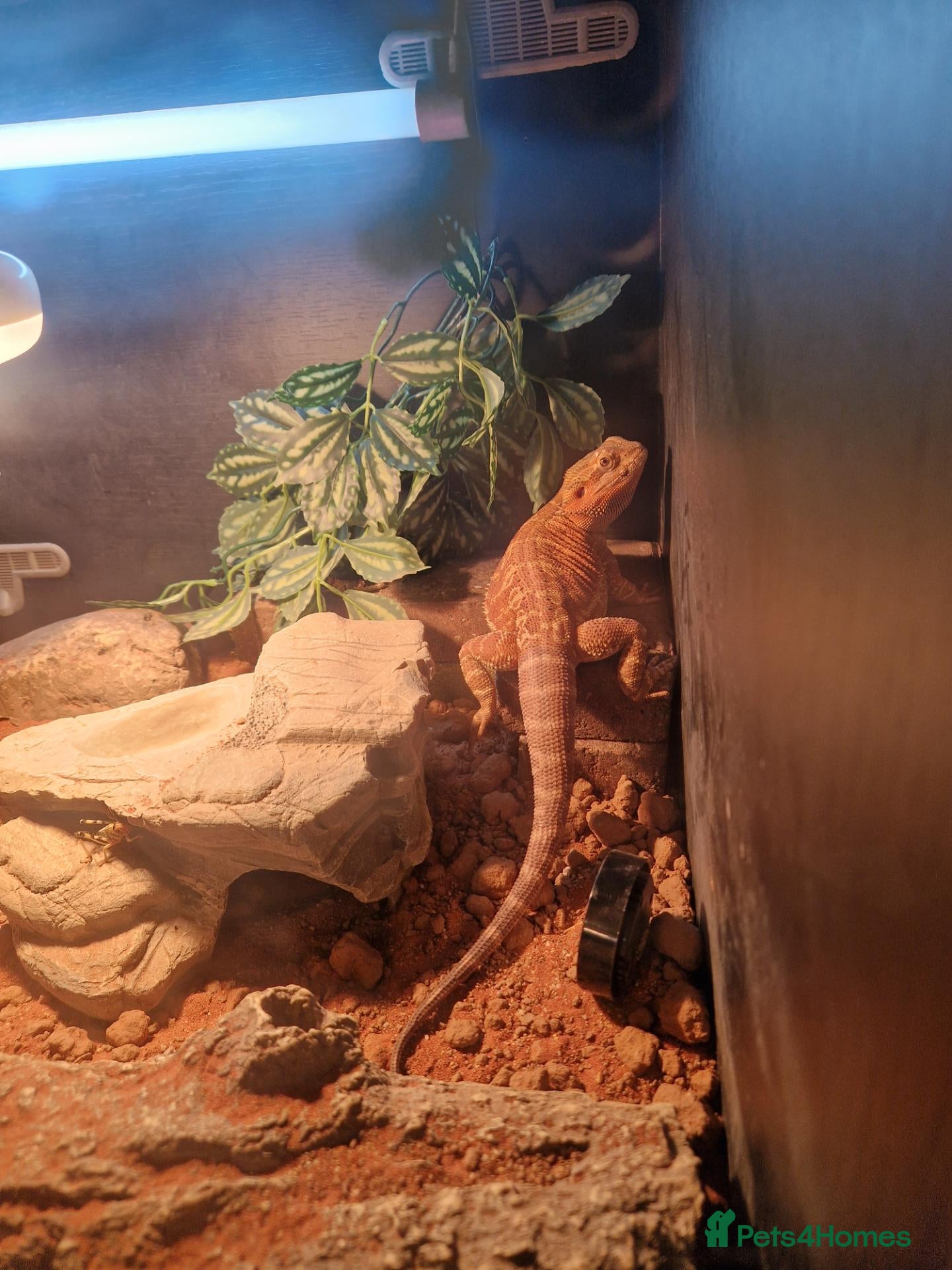 Bearded Dragon reptiles Female beardy - Advert 1