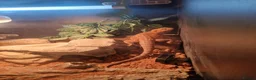 Bearded Dragon reptiles for sale: Female beardy in Farnborough - Advert 1
