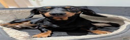 Miniature Dachshund dogs for sale: Beautiful Miniature Dachshund *one little girl* - Advert 15