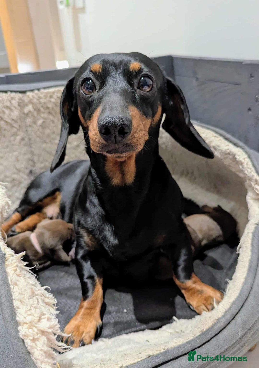 Miniature Dachshund dogs for sale: Beautiful KC Reg Smooth Haired Miniature Dachshund - Image 7