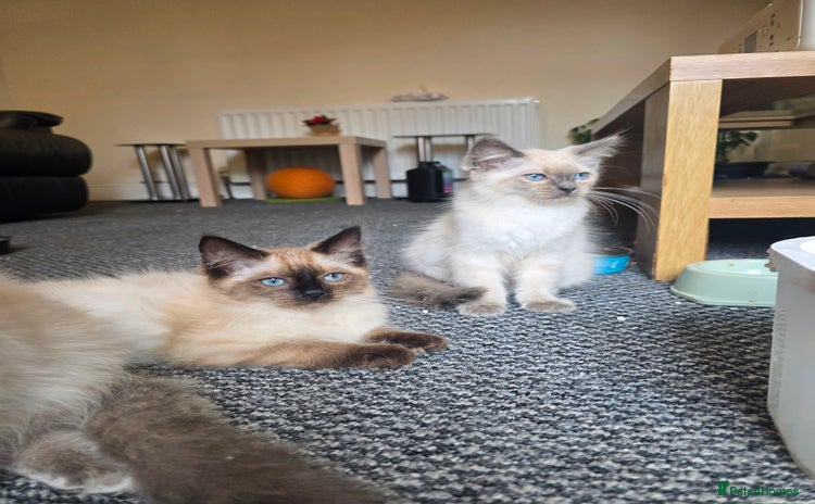 Ragdoll cats - Advert 2