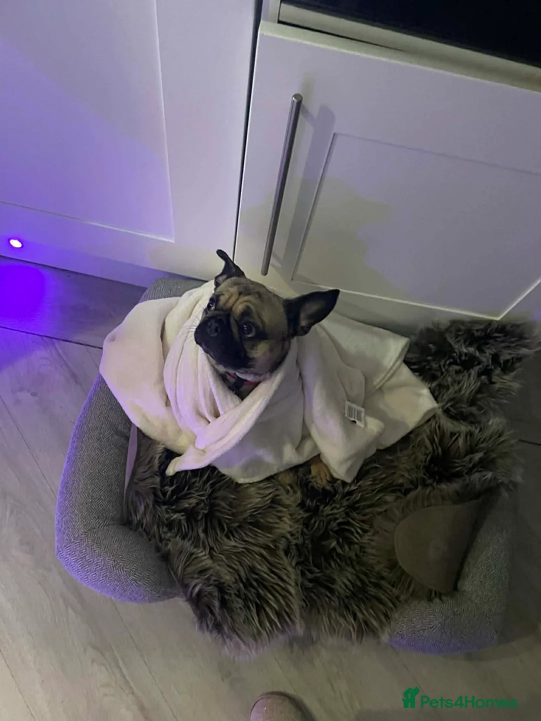 Frug dogs for sale: Frenchie  in Pontefract - Advert 3