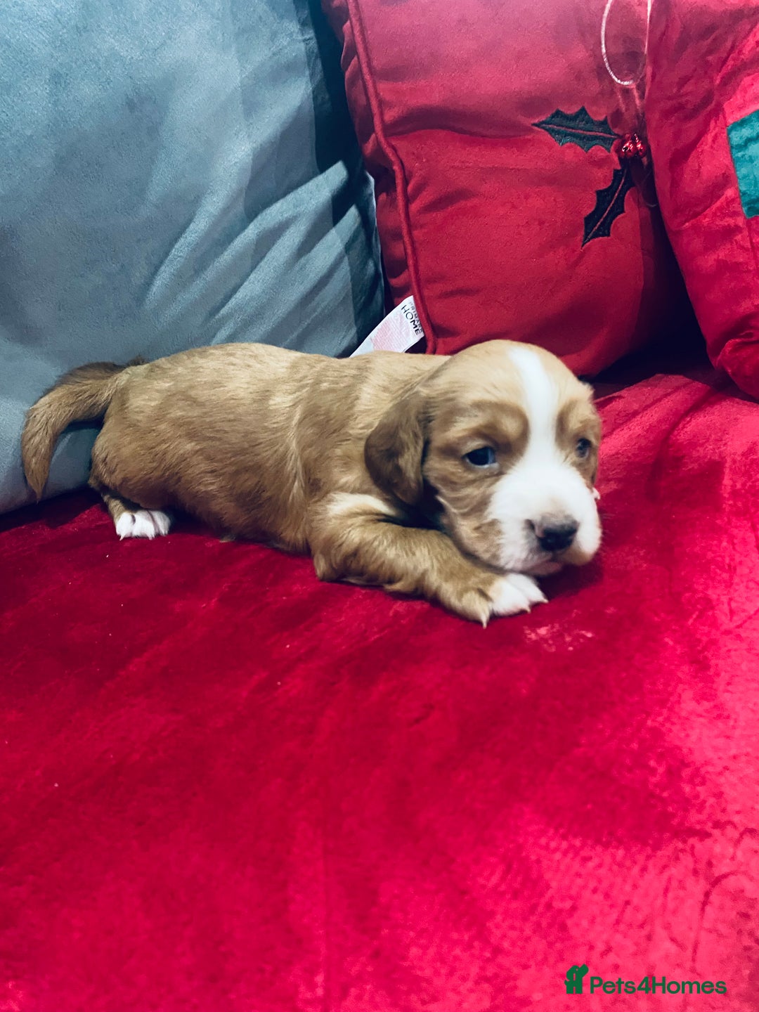 Cocker Spaniel dogs for sale: Beautiful boy cocker spaniel - Advert 1