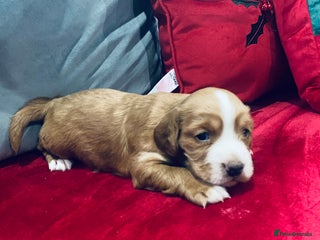 Cocker Spaniel dogs Beautiful boy cocker spaniel - Advert 5