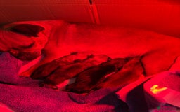 Jug dogs for sale: Jug/Jack Russell Pups - Image 5