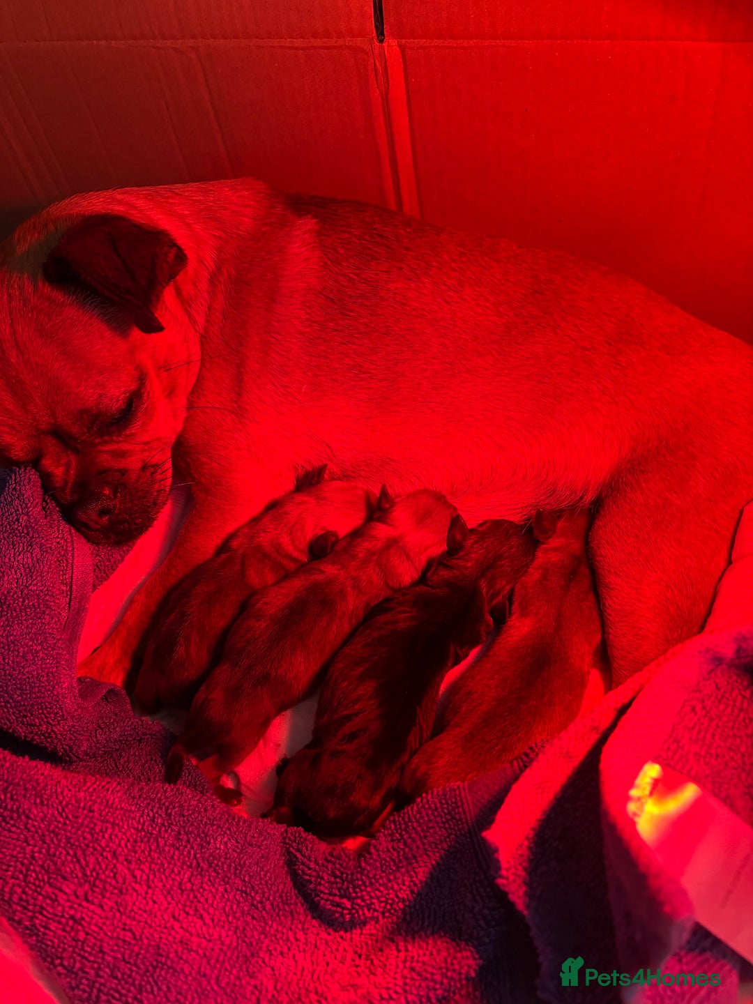 Jug dogs for sale: Jug/Jack Russell Pups - Image 5