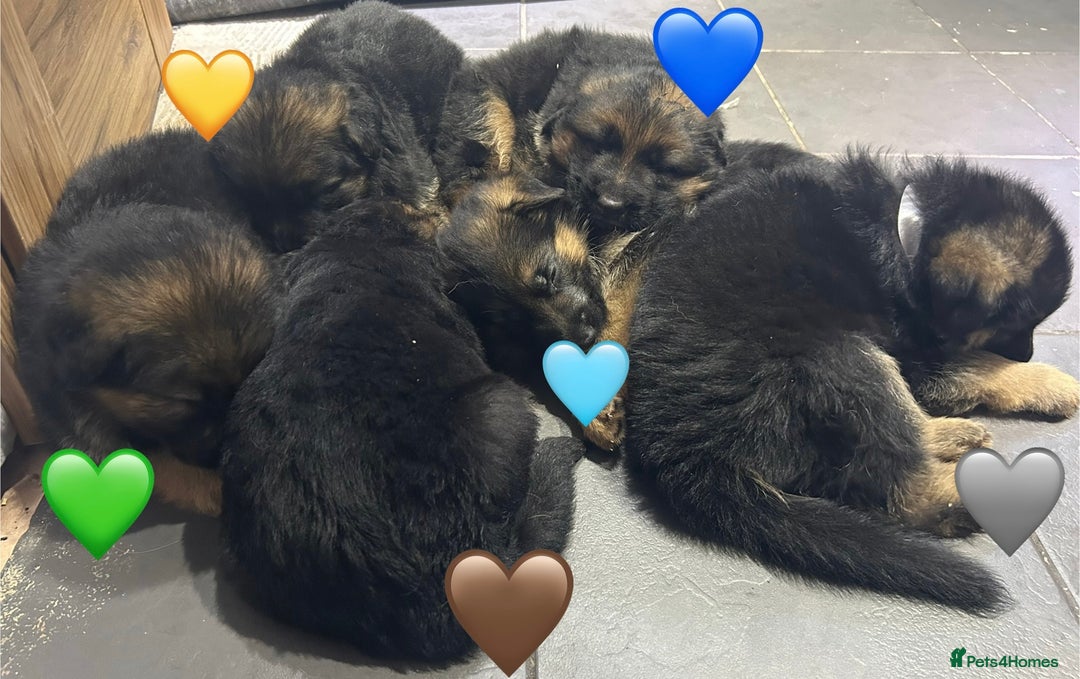 German Shepherd dogs for sale: Kc registered long haired GSD Puppy - Advert 19