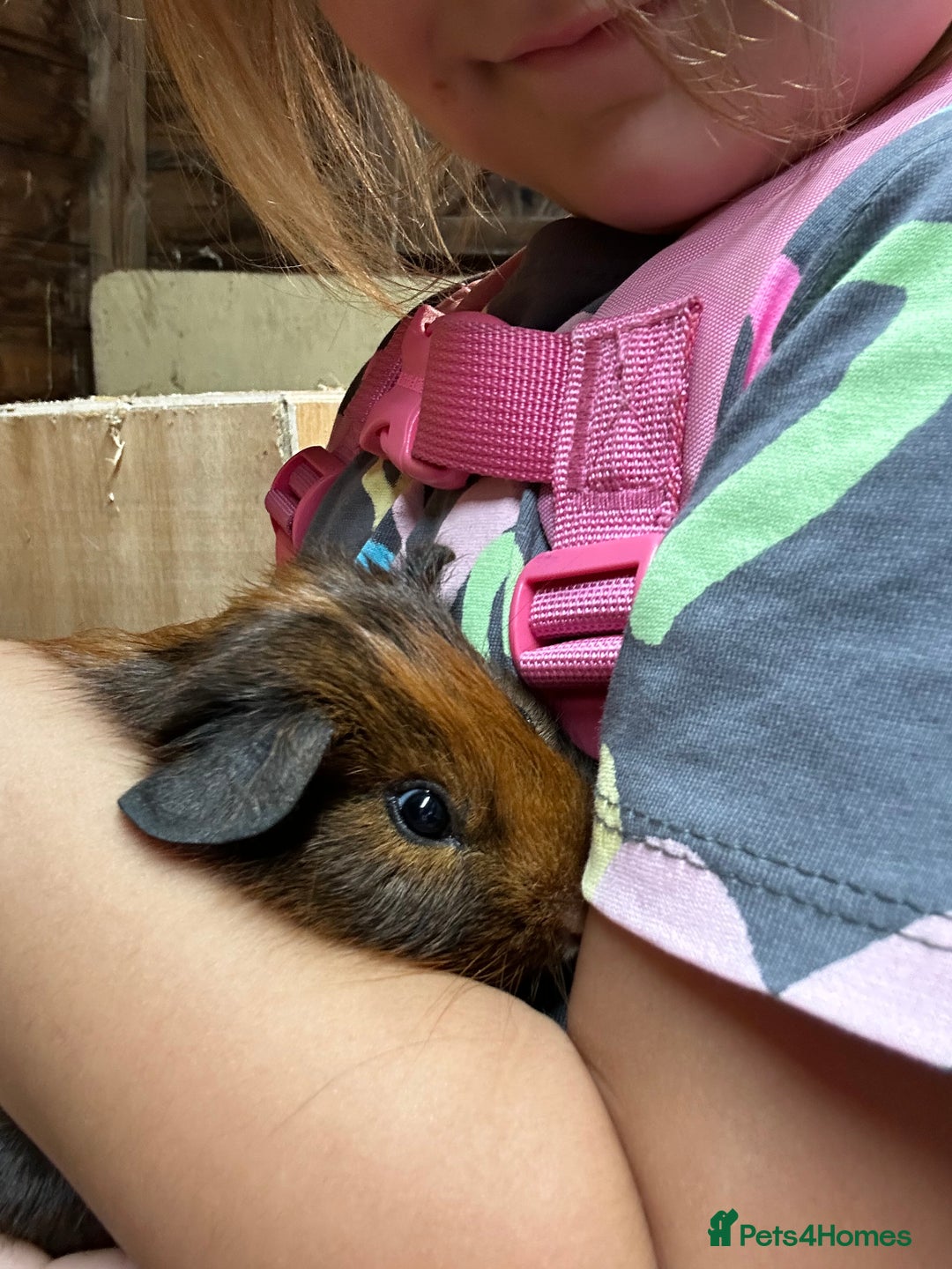 Guinea Pig rodents for sale: Baby guinea Pigs for sale - Image 7