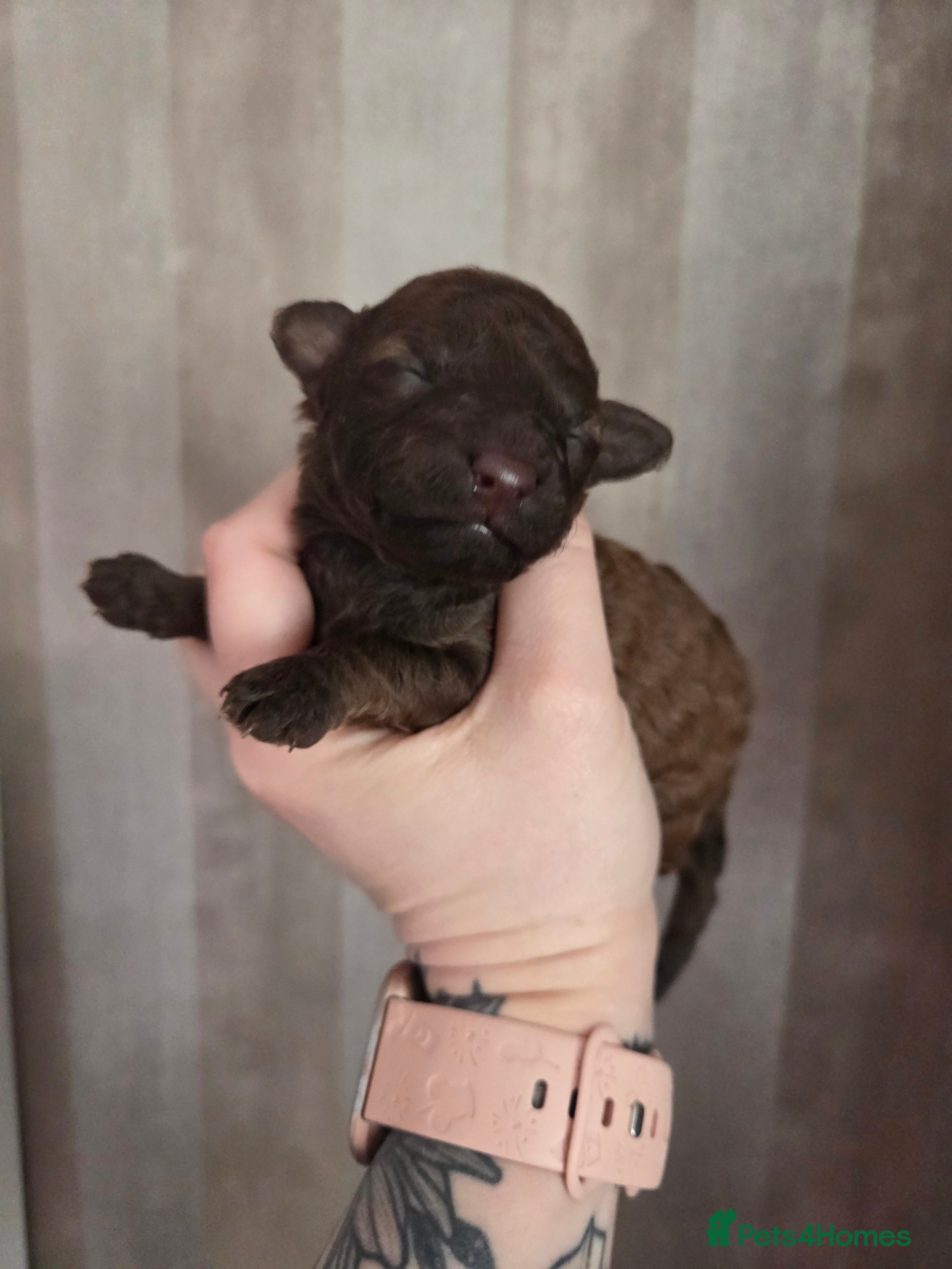 Toy Poodle dogs KC reg TINY Toy poodle puppies - Advert 14