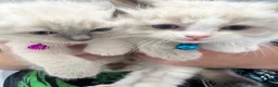 Ragdoll cats for sale: RAGDOLL KITTENS in Colchester - Advert 1
