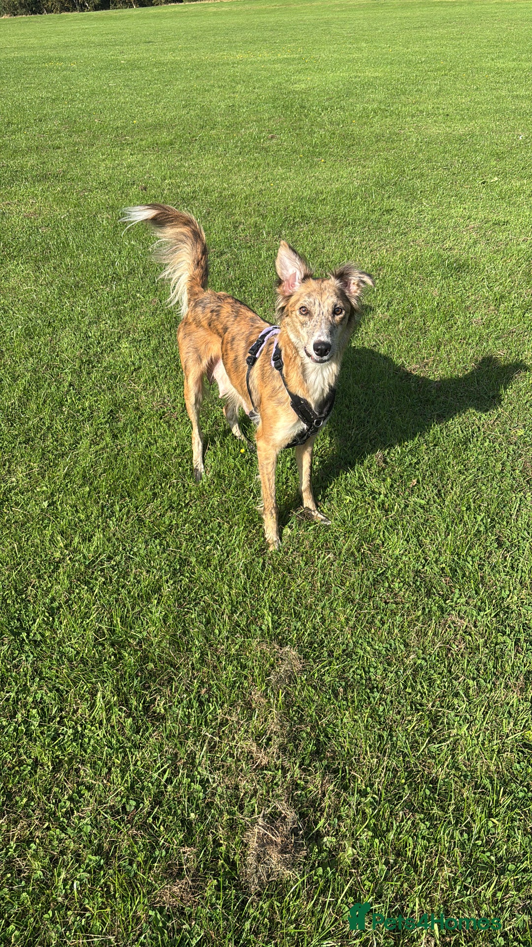 Lurcher dogs for sale: Female lurcher  - Advert 1