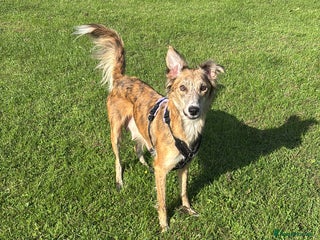 Lurcher dogs Female lurcher - Advert 1