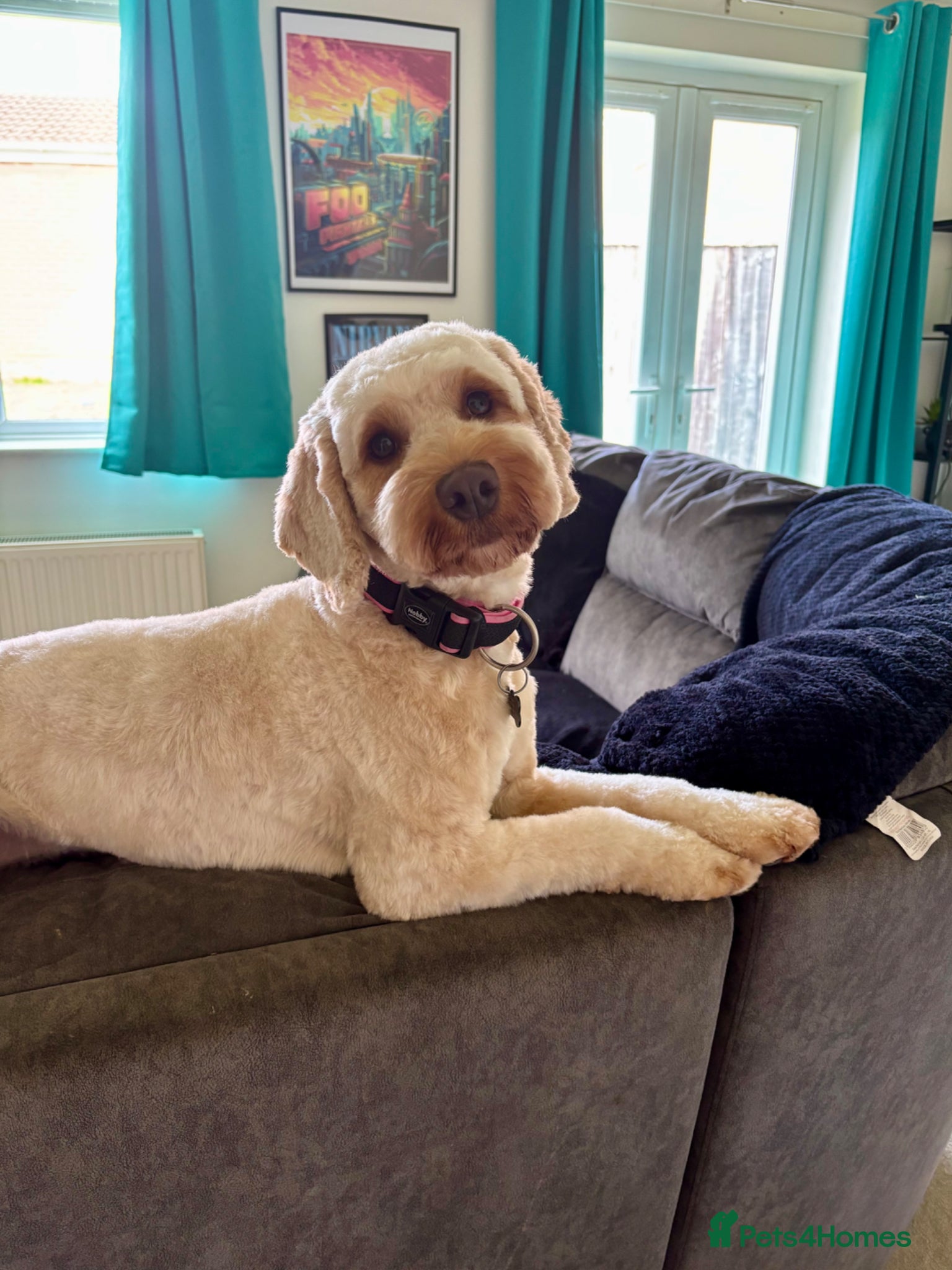 Cockapoo dogs Cockapoo  - Advert 1