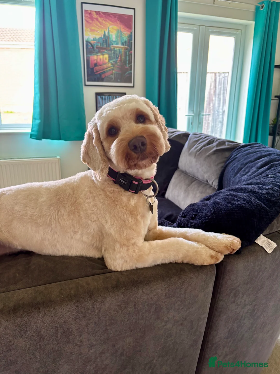 Cockapoo dogs for sale: Cockapoo  - Advert 1