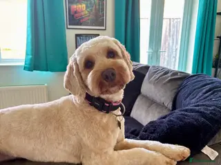 Cockapoo dogs Cockapoo - Advert 1