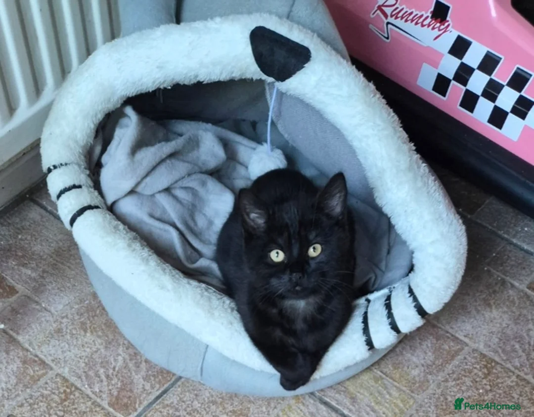 Mixed Breed cats for sale: Beautiful little boy - Advert 2