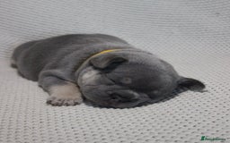French Bulldog dogs for sale: Lilac and Tan, isabella, French bulldog puppies - Image 10