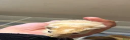 Gerbil rodents for sale: Gerbils - Advert 4