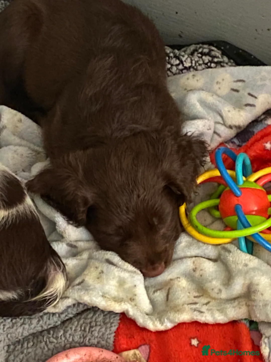 Sprocker dogs for sale: Beautiful Sprocker Puppies Ready 30th December - Advert 18