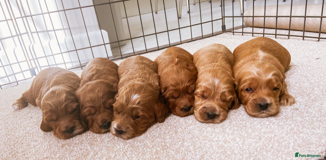 Cockapoo dogs for sale: Fox red Cockapoo pups  - Image 1