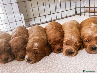 Cockapoo dogs - Advert 1