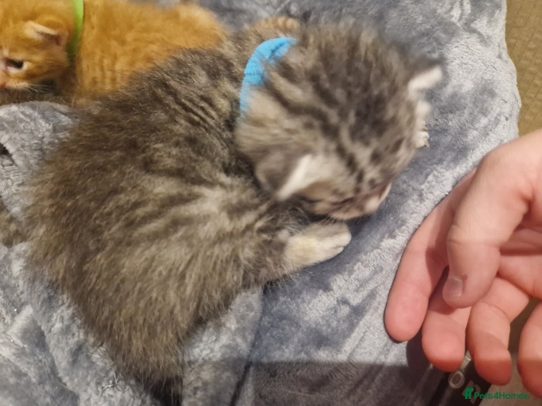 Mixed Breed cats for sale: Beautiful Kittens Available ✨️ in ELY - Image 12