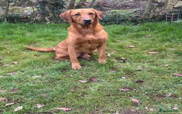 Labrador Retriever dogs for sale: KC Registered Fox Red Labrador Puppies - Image 2
