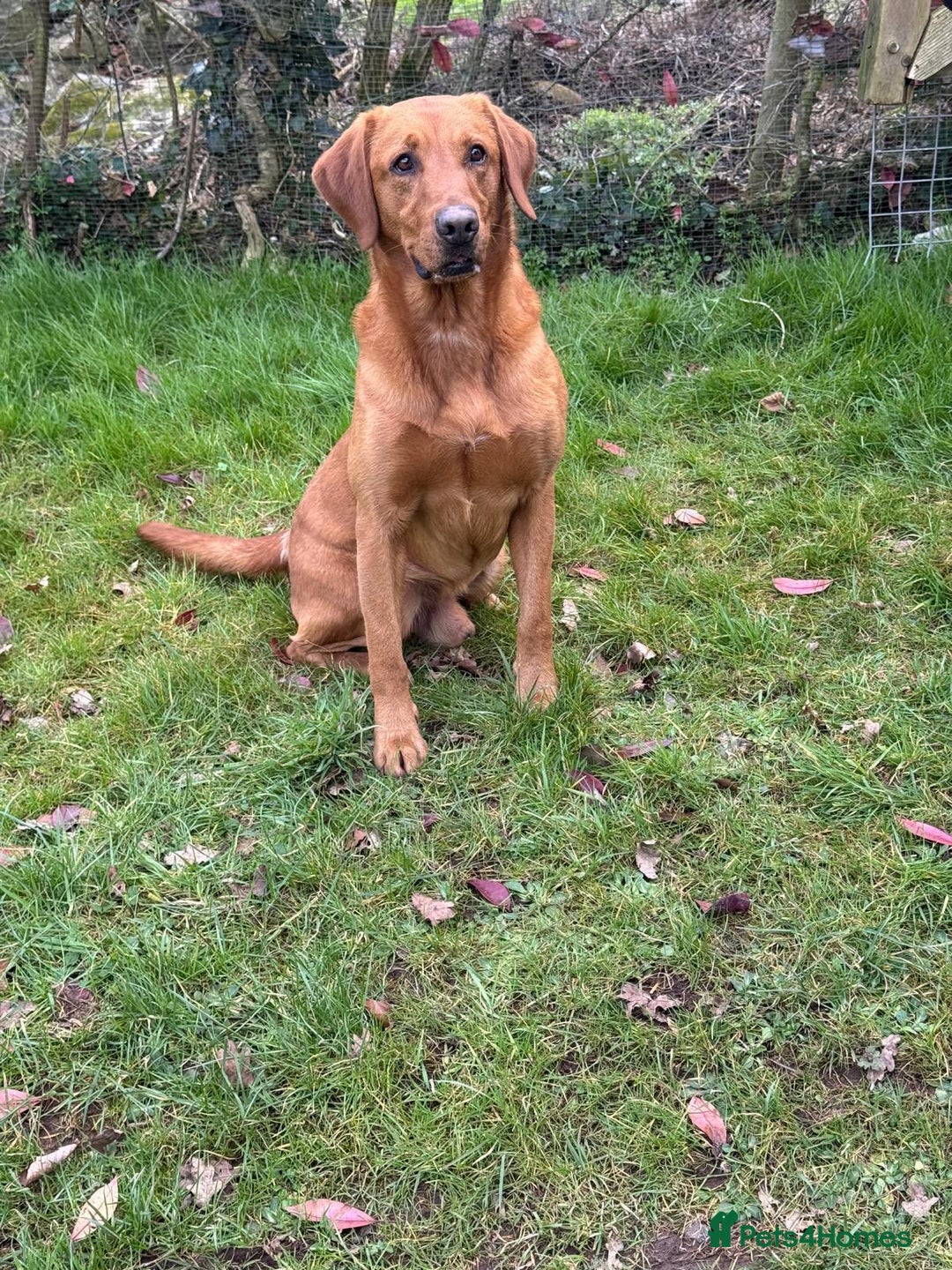 Labrador Retriever dogs for sale: KC Registered Fox Red Labrador Puppies - Image 2