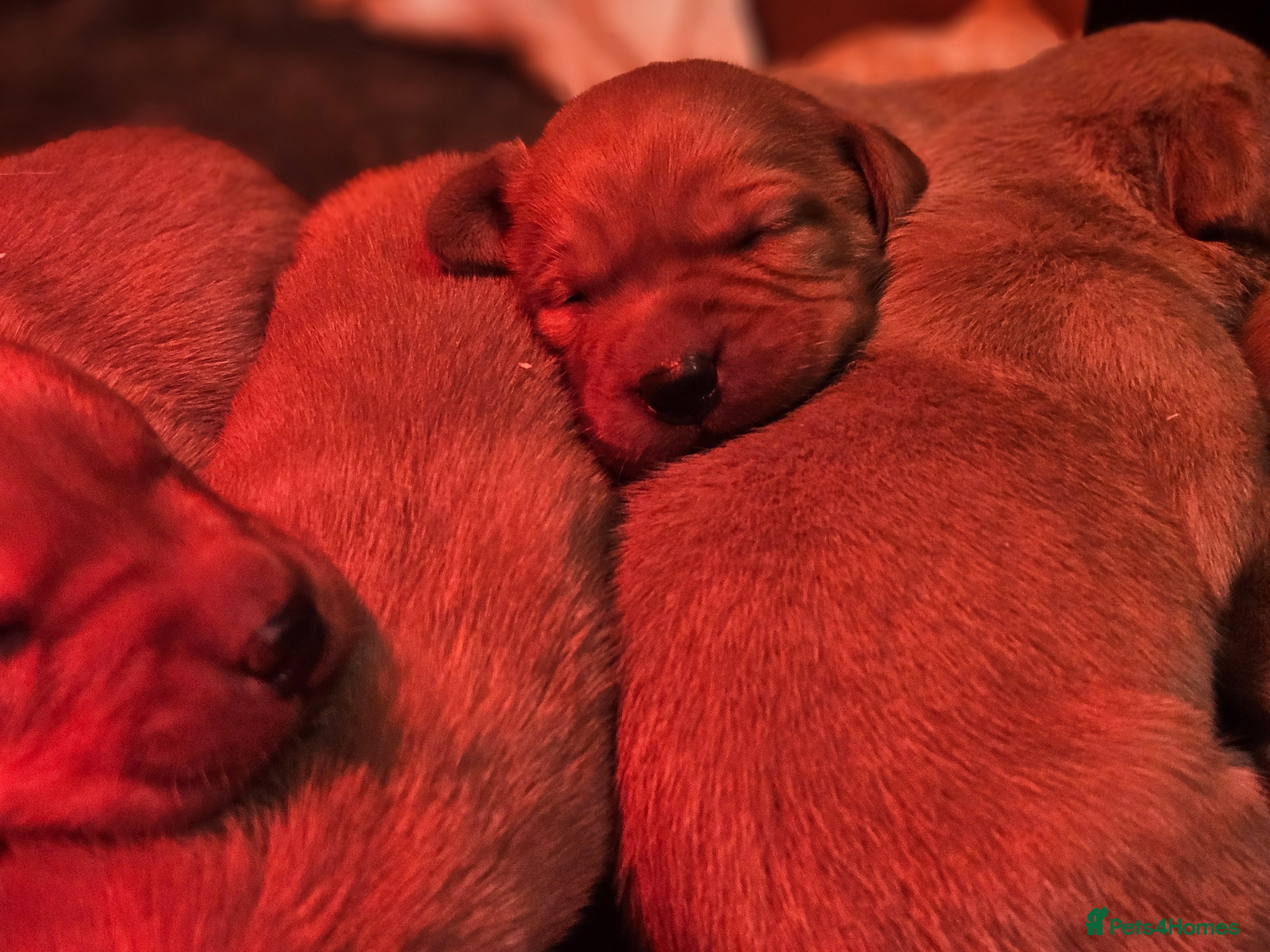 Labrador Retriever dogs Stunning litter of working line fox red labradors  - Advert 1