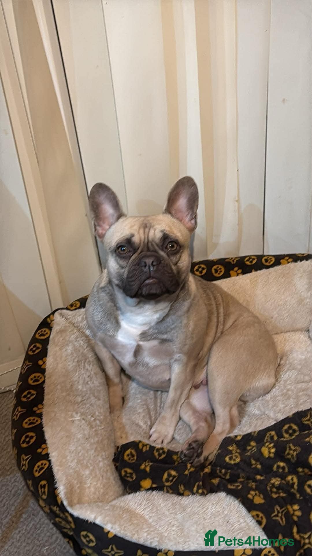 French Bulldog dogs French bulldog  - Advert 1