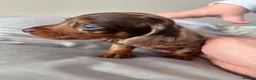 Miniature Dachshund dogs for sale: Miniature Daschund Puppies - Advert 4
