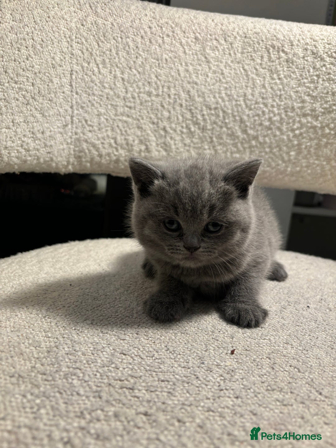 Brazilian Shorthair cats for sale: British Short Hair Kittens Available  - Advert 7