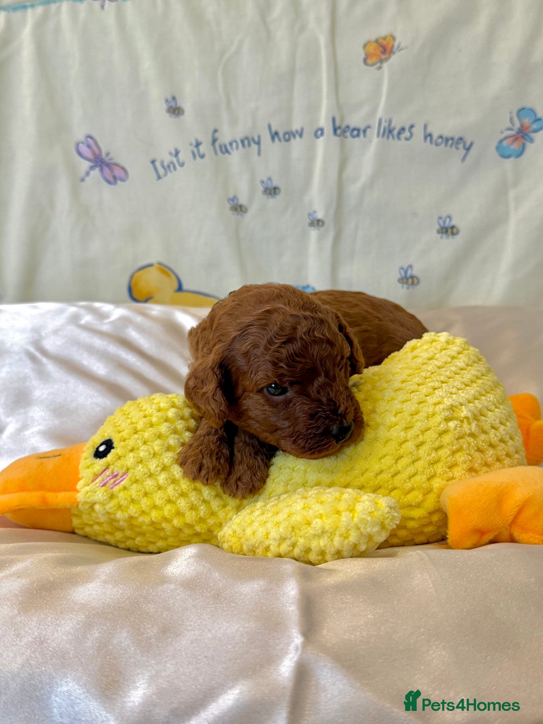 Cavapoo dogs for sale: 6 Cute Cavapoo puppies 6 - ready for homes in feb  - Advert 9