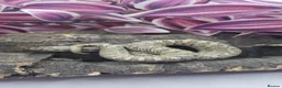 Snake reptiles for sale: Baby Western Hognoses mixed sex and morphs £100ea - Advert 4