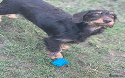 Mixed Breed dogs for sale: Adorable frenchie mix - Image 11