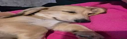 Miniature Dachshund dogs for sale: Beautiful longhaired cream mini dachshund - Advert 4