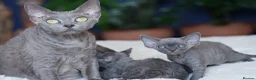 Devon Rex cats for sale: ❤️ Pure Line Devon Rex Kittens Available ❤️ - Advert 12