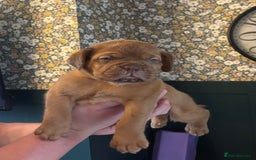 Dogue De Bordeaux dogs for sale: 6 stunning chunky Douge de Bordeux pups - Image 30