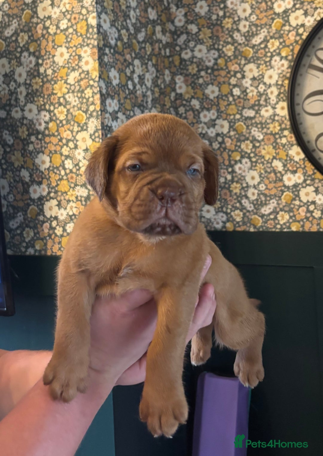 Dogue De Bordeaux dogs for sale: 6 stunning chunky Douge de Bordeux pups - Image 30