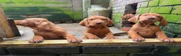 Hungarian Vizsla dogs for sale: Wire haired HungarianVizsla Puppies - Advert 2