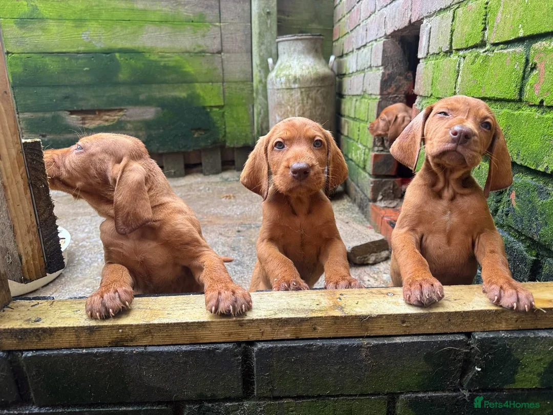 Hungarian Vizsla dogs for sale: Wire haired HungarianVizsla Puppies - Advert 2