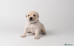 Labrador Retriever dogs for sale: KC Registered Chunky Show Type Puppies. - Image 5