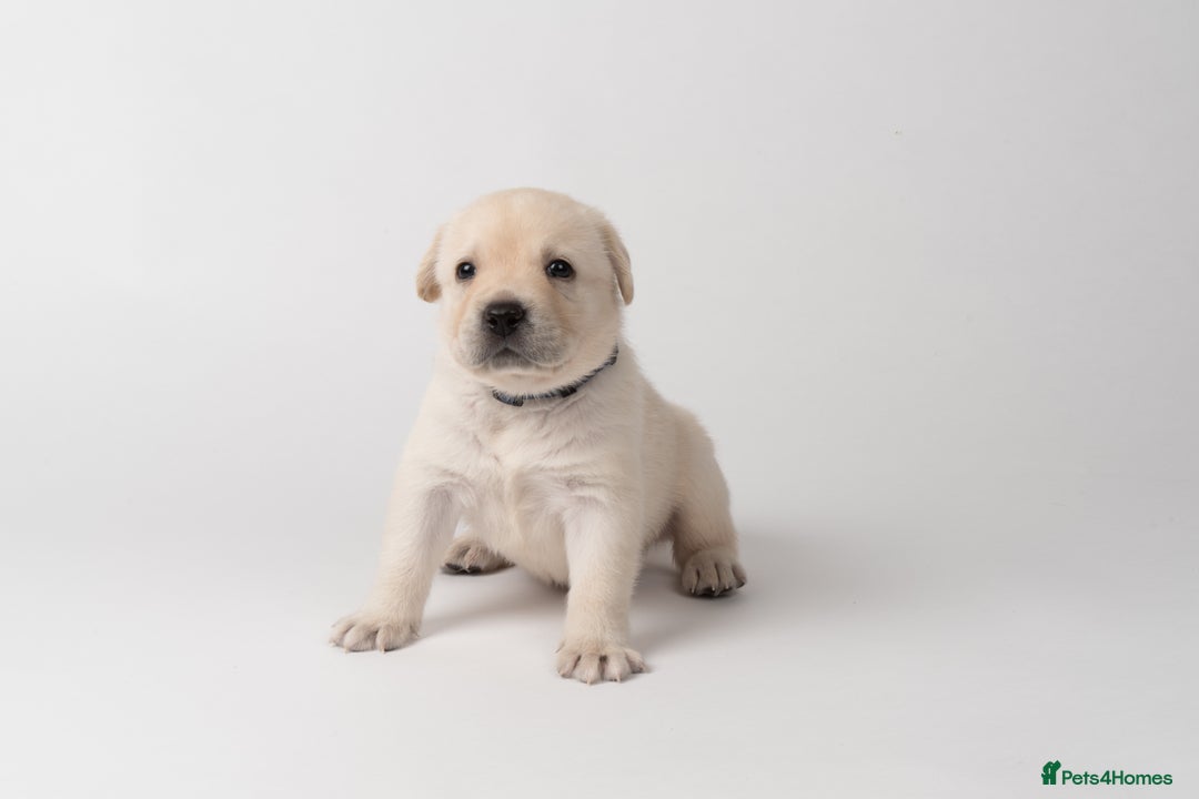Labrador Retriever dogs for sale: KC Registered Chunky Show Type Puppies. - Image 5
