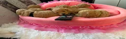 Maltipoo dogs for sale: Stunning Red & Apricot Maltipoo Puppies - Advert 5