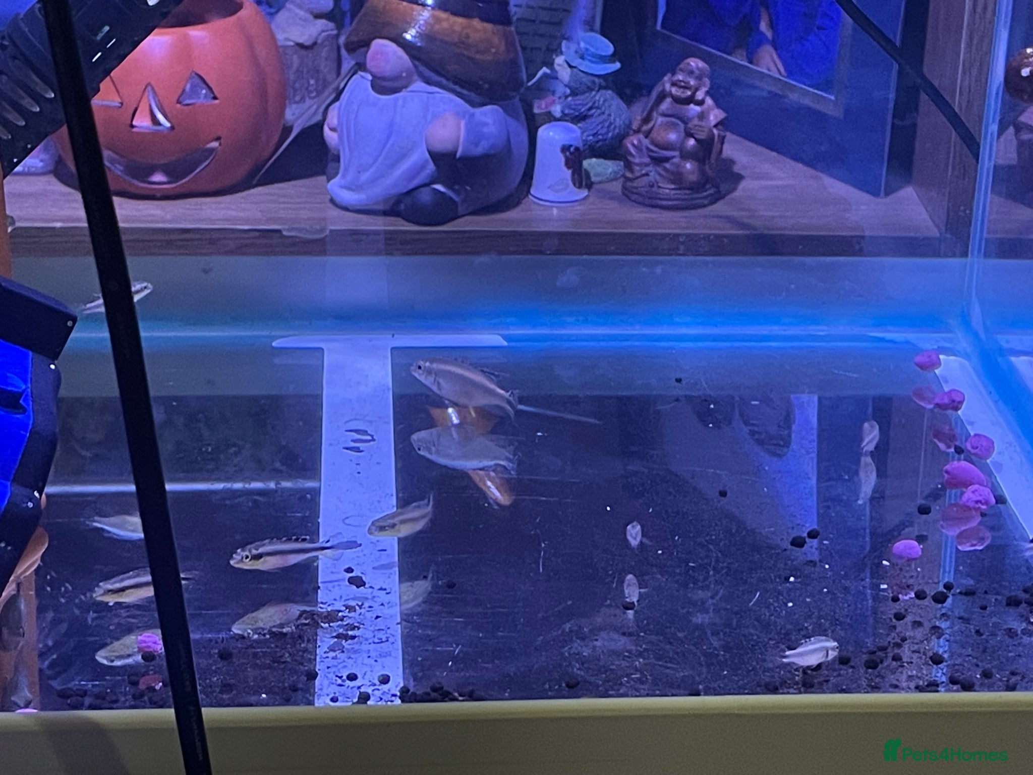 Cichlids fish Healthy home‑bred Kribensis  - Advert 16