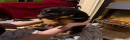 Rottweiler dogs for sale: 2 Beautiful and Playful Rottweiler puppies  - Advert 19