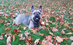 French Bulldog dogs for sale: 4 Chunky Male French Bulldogs - Image 18