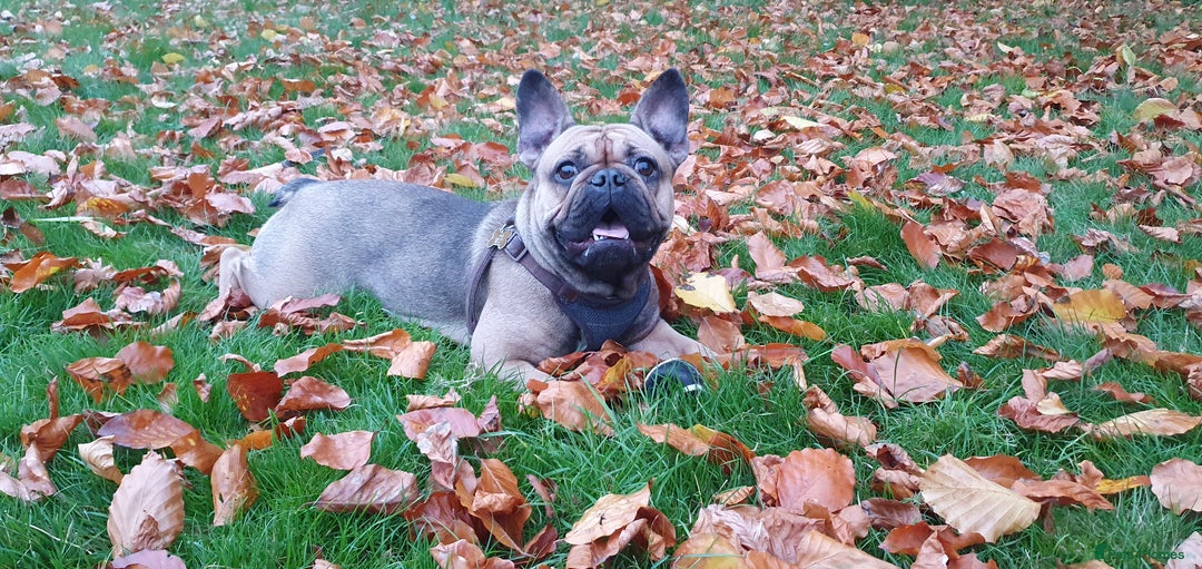 French Bulldog dogs for sale: 4 Chunky Male French Bulldogs - Image 18